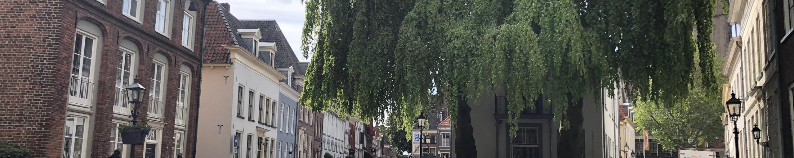 Grote wilg in Koepoortstraat