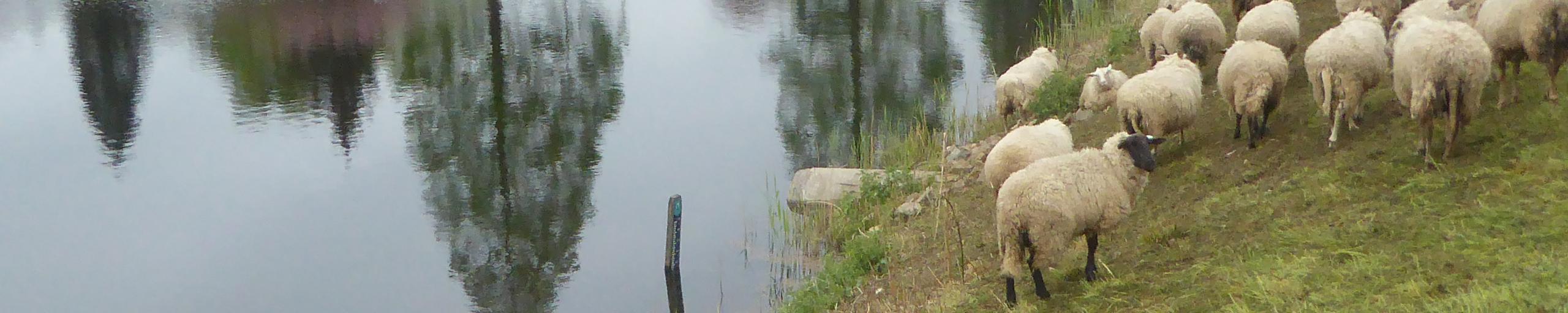 Schapen Milieu